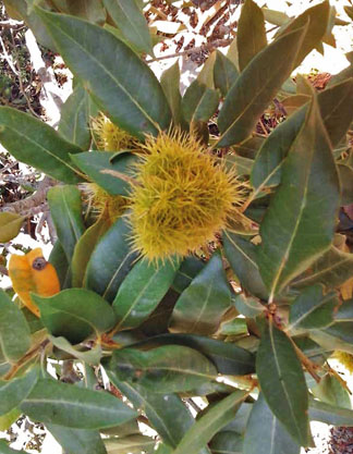 castanopsis chrysophylla 3 graphic